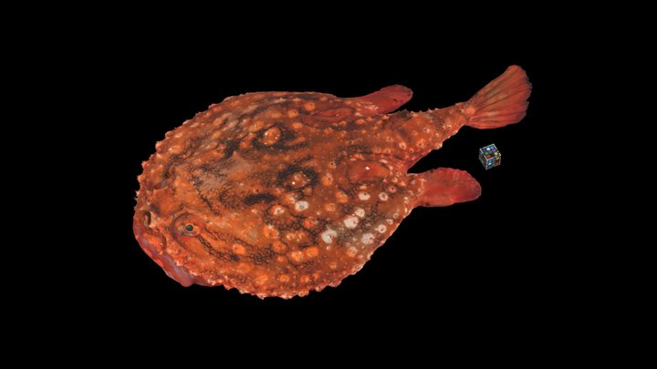 Batfish 3D models - Sketchfab