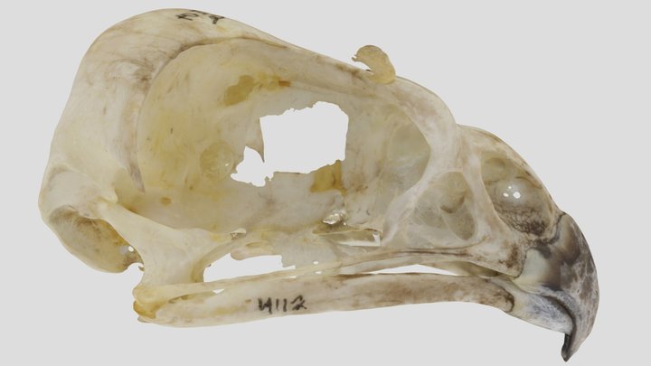 UWYMV:Bird:4112, Circus hudsonius, Skull – Kostenloses 3D-Modell STL