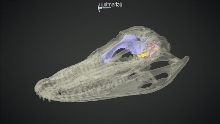 Alligator - subadult skull – Modello 3D gratuito STL