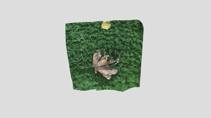 Leaf And Grass 3D Model