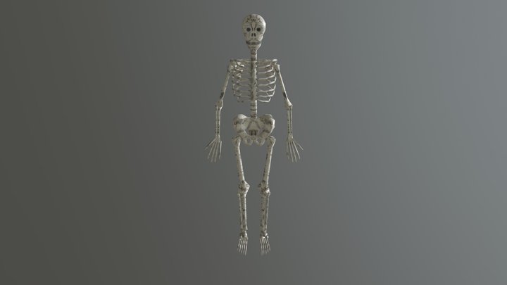 Skeleton 3D Model
