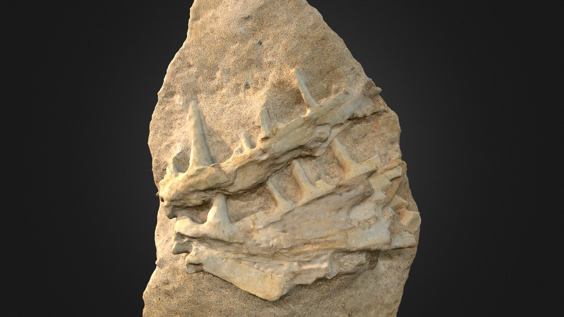 Enchodus Jaw