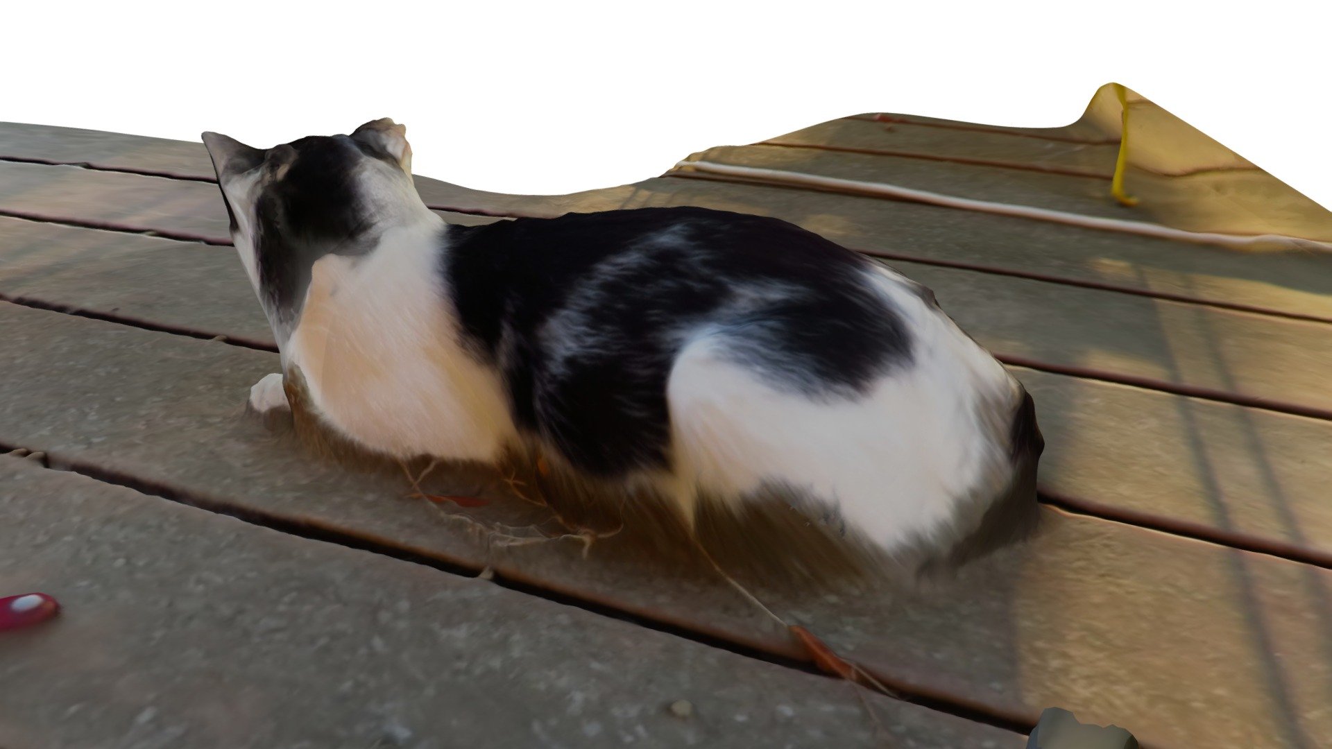 Chatte3d2019