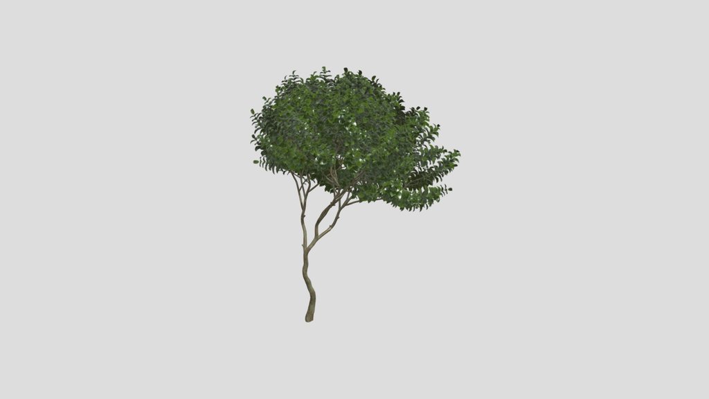 Small Plant Joy Perfume