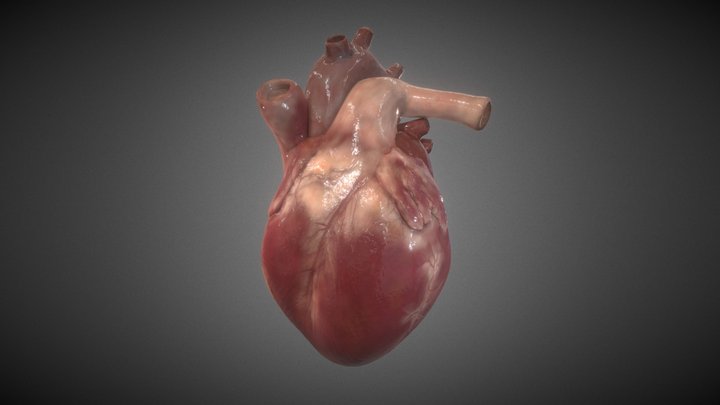 16 week fetal heart 3D Model