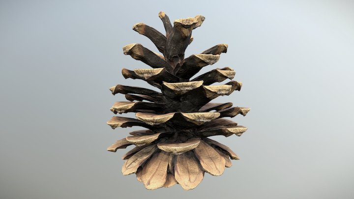 Empty pine cone – Modèle 3D gratuit STL
