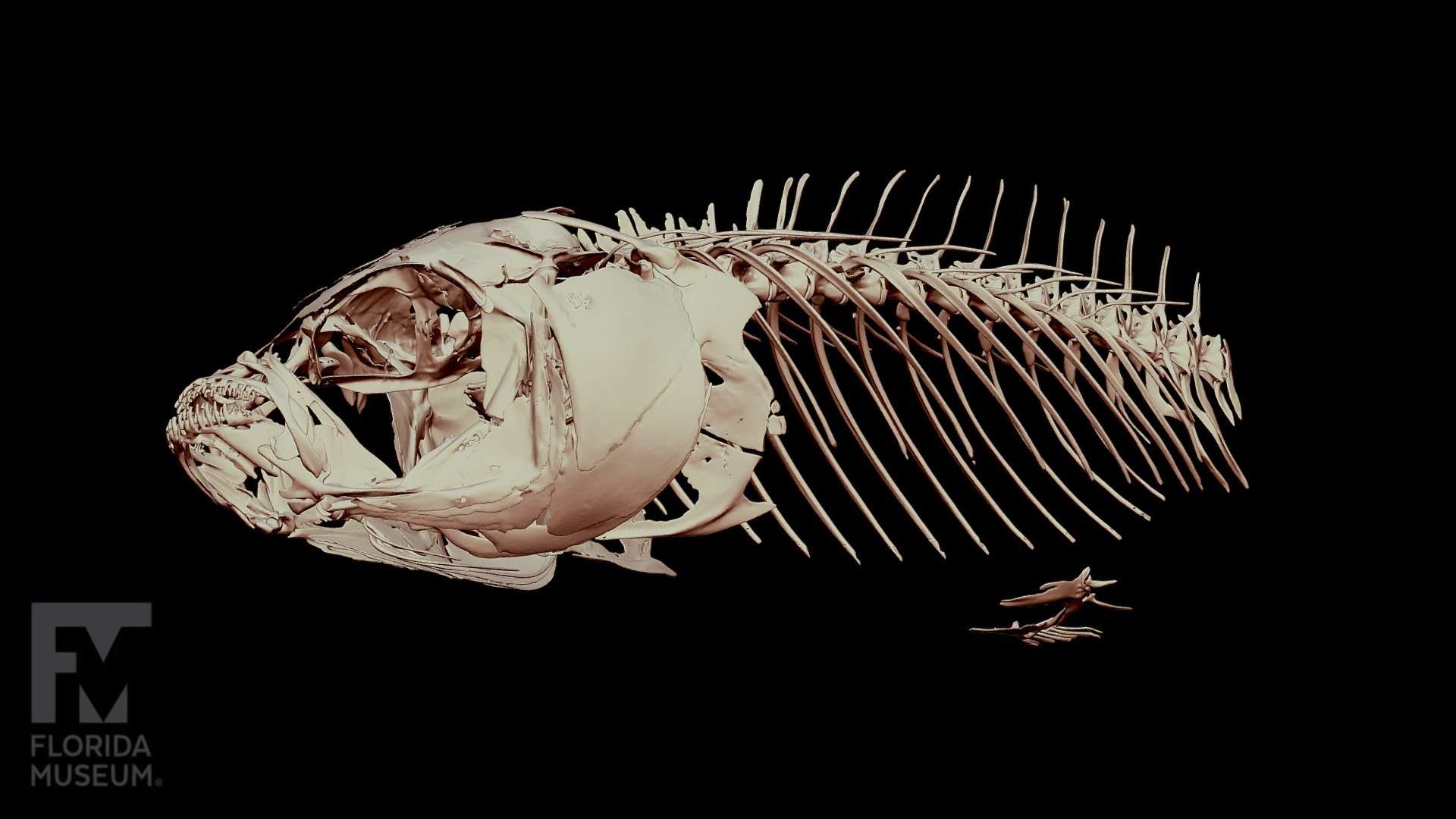 Fish-skeleton 3D models - Sketchfab