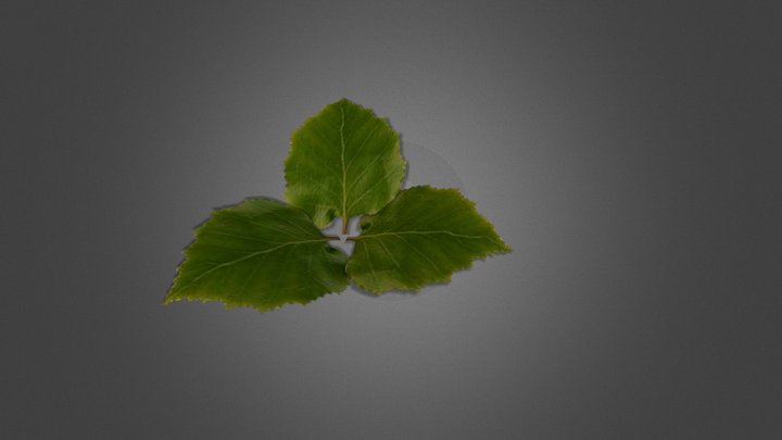 leaf 3D Model
