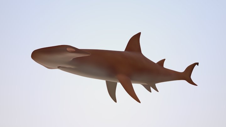 Shark 3D Model