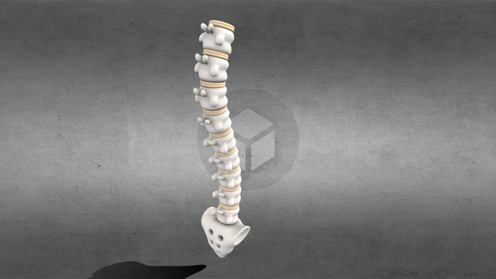 Human Spine 3D Model