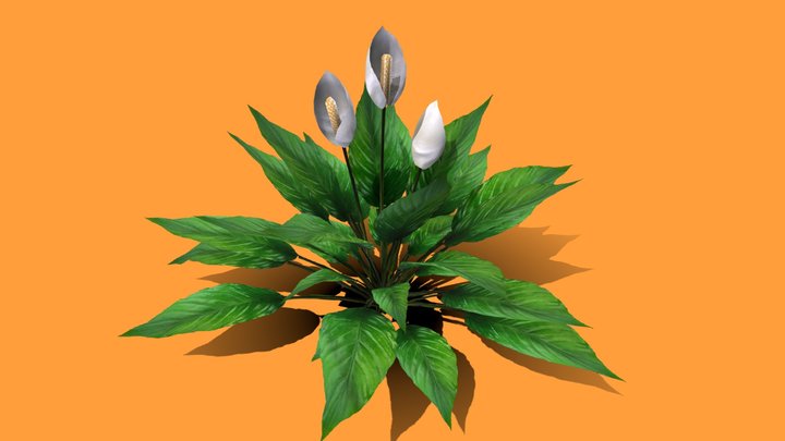 Peace Lily Plants & Flower