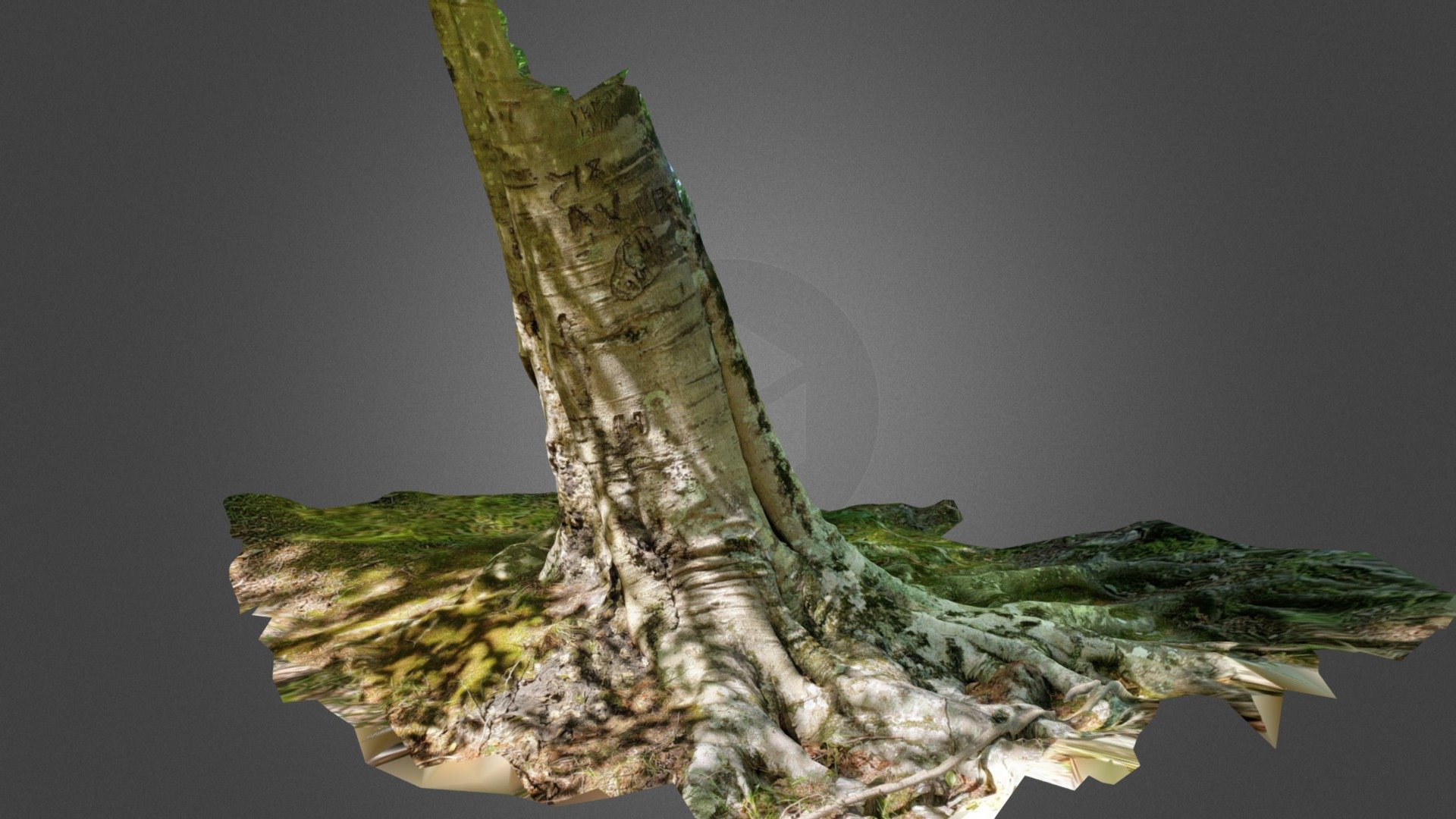 Tree- #AgisoftNatureChallenge