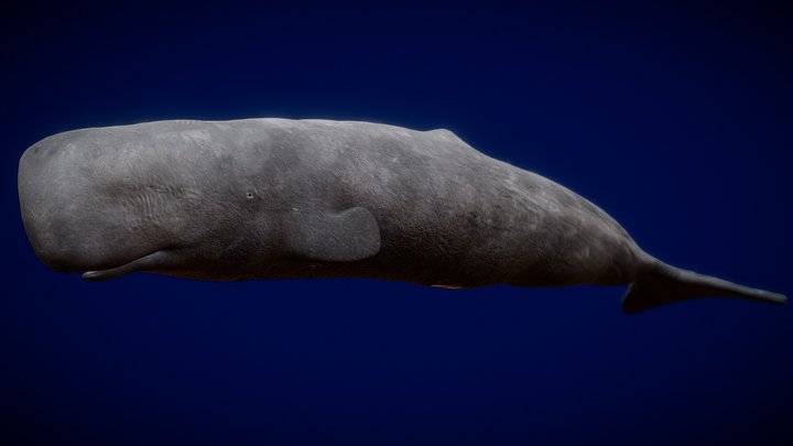 Animated Sperm Whale