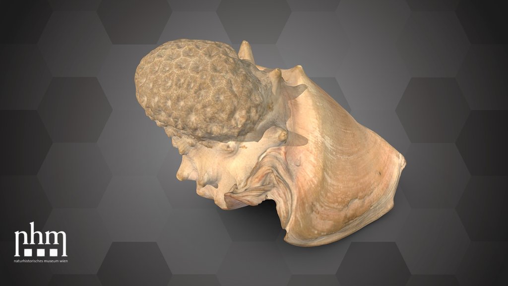 Massive starlet coral (NHMW-ZOO-EV-0008797)