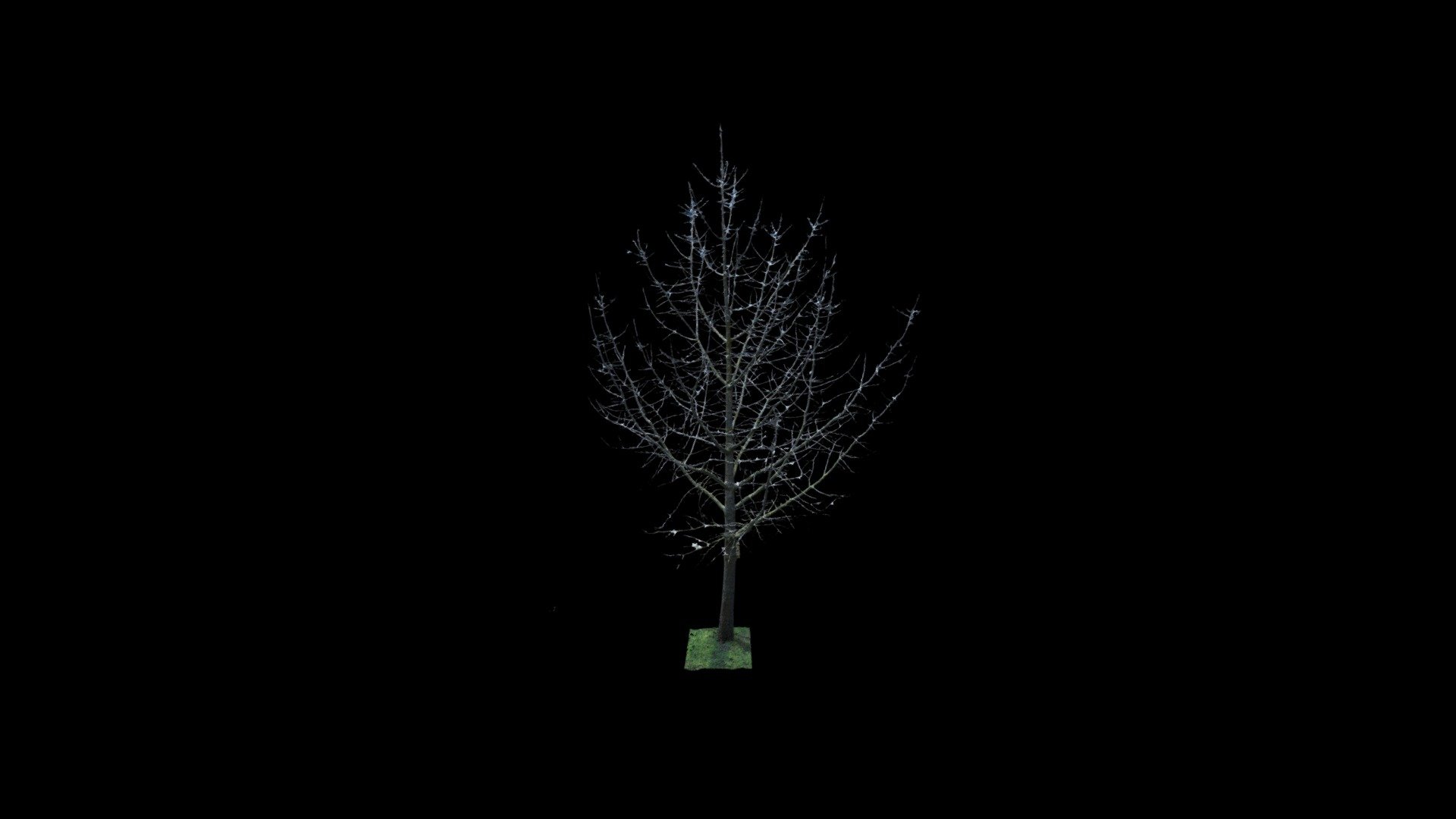 Gingko