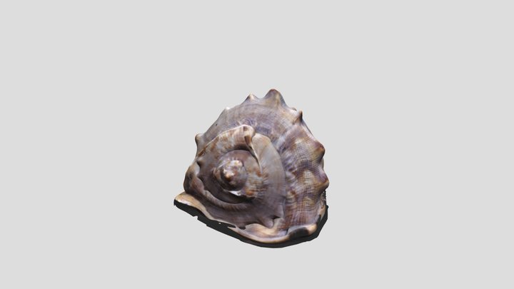 Gasteropodo Carles Longàs Macian 3D Model
