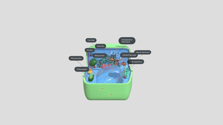 Растительная Клетка 3D Model