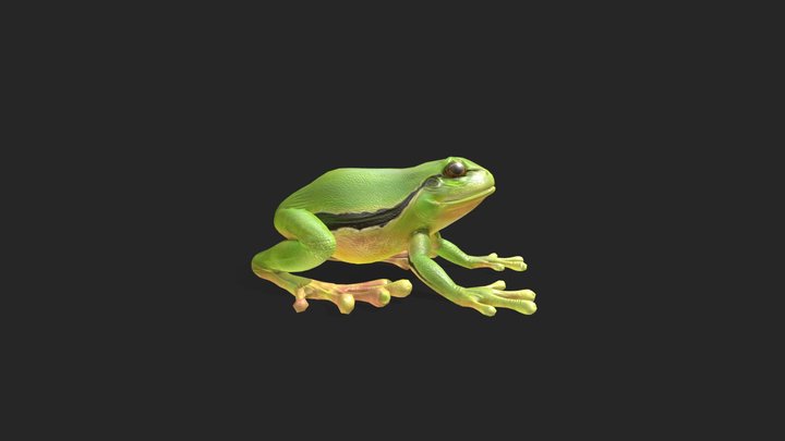 tree frog 3d model 3D Model