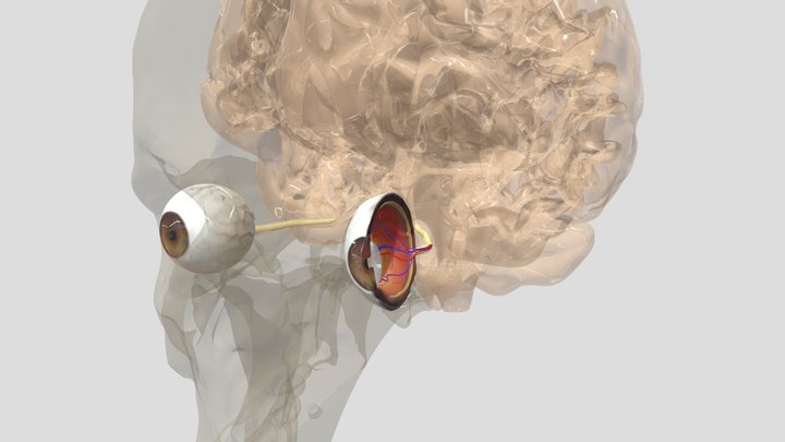 Anatomy Of Vision Part 2 3D Model