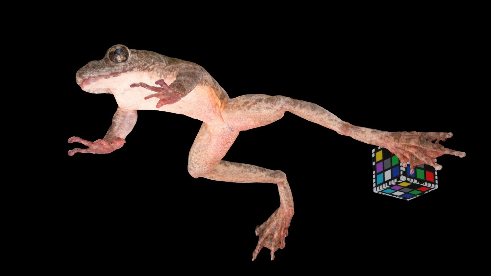 カジカガエル ♂ Kajika Frog, Buergeria buergeri