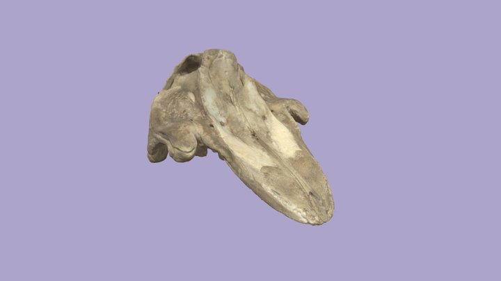 Pseudorca crassidens skull