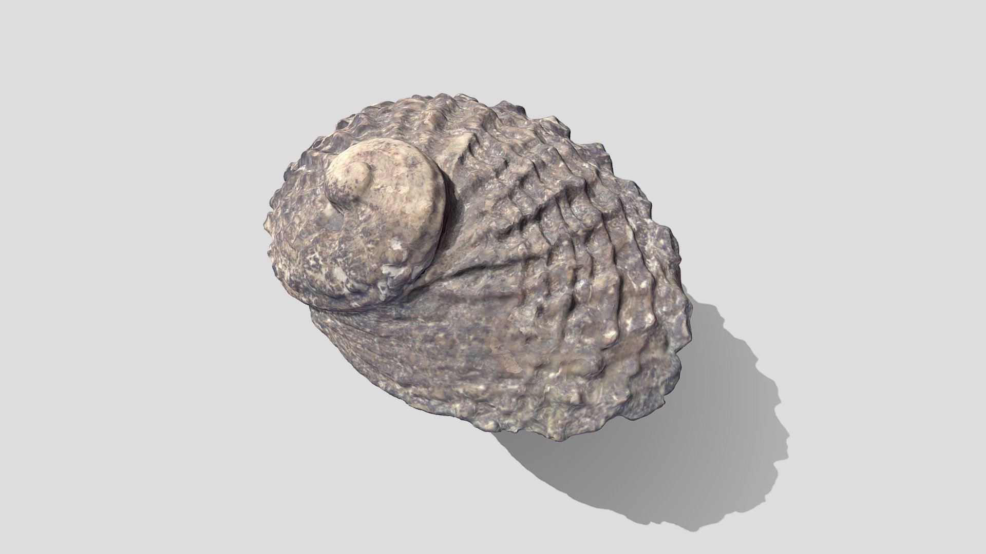 Fossil Paua