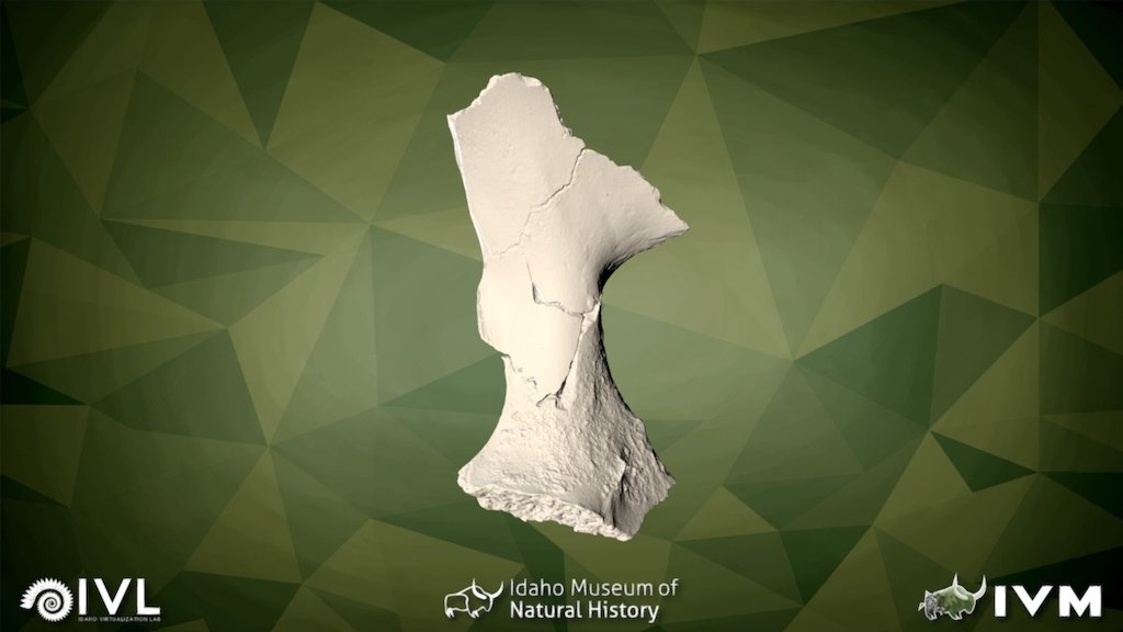 IMNH-48001-26594-INNOMINATE FRAG-3 - Download Free 3D model by Idaho ...
