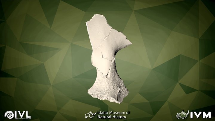 Innominate 3D models - Sketchfab