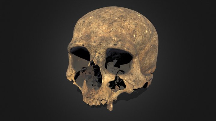 Acharole cranium, Beaker burial, Caithness 3D Model