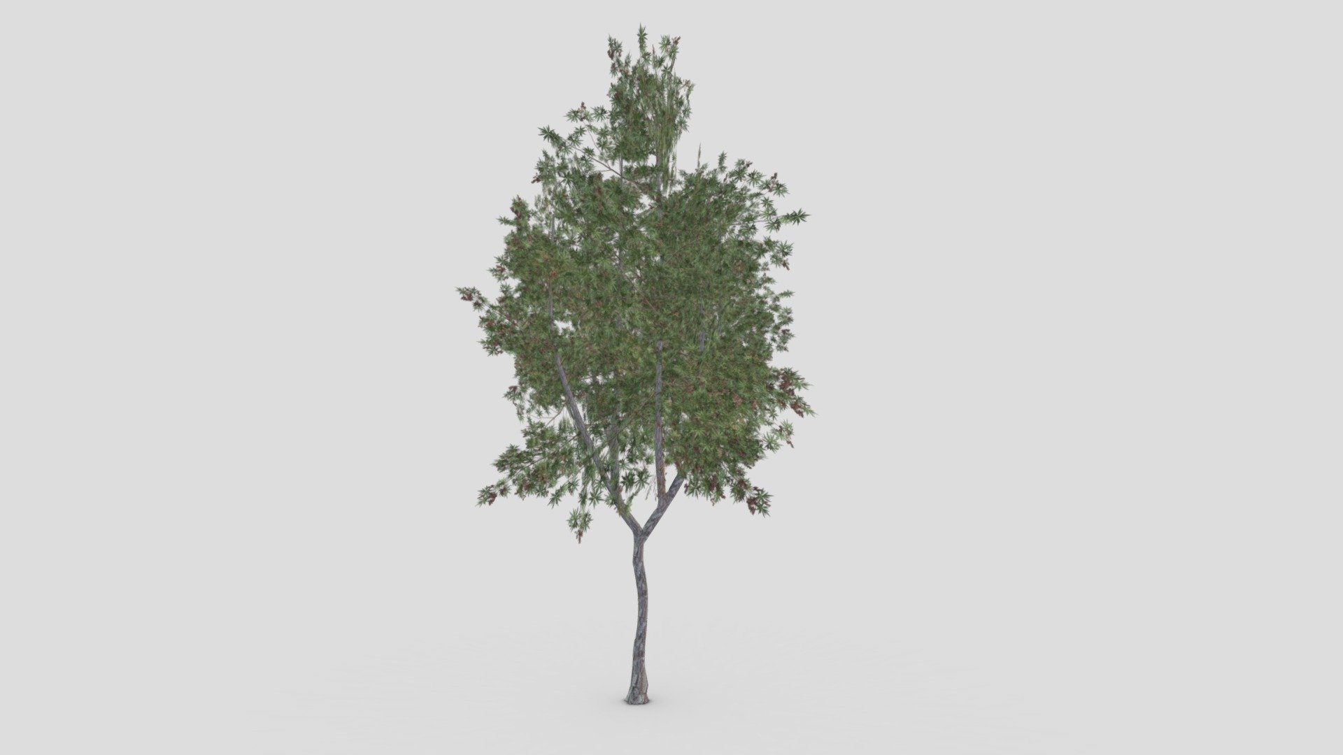 Conocarpus Tree- 01 - Buy Royalty Free 3D model by ASMA3D [309089d ...