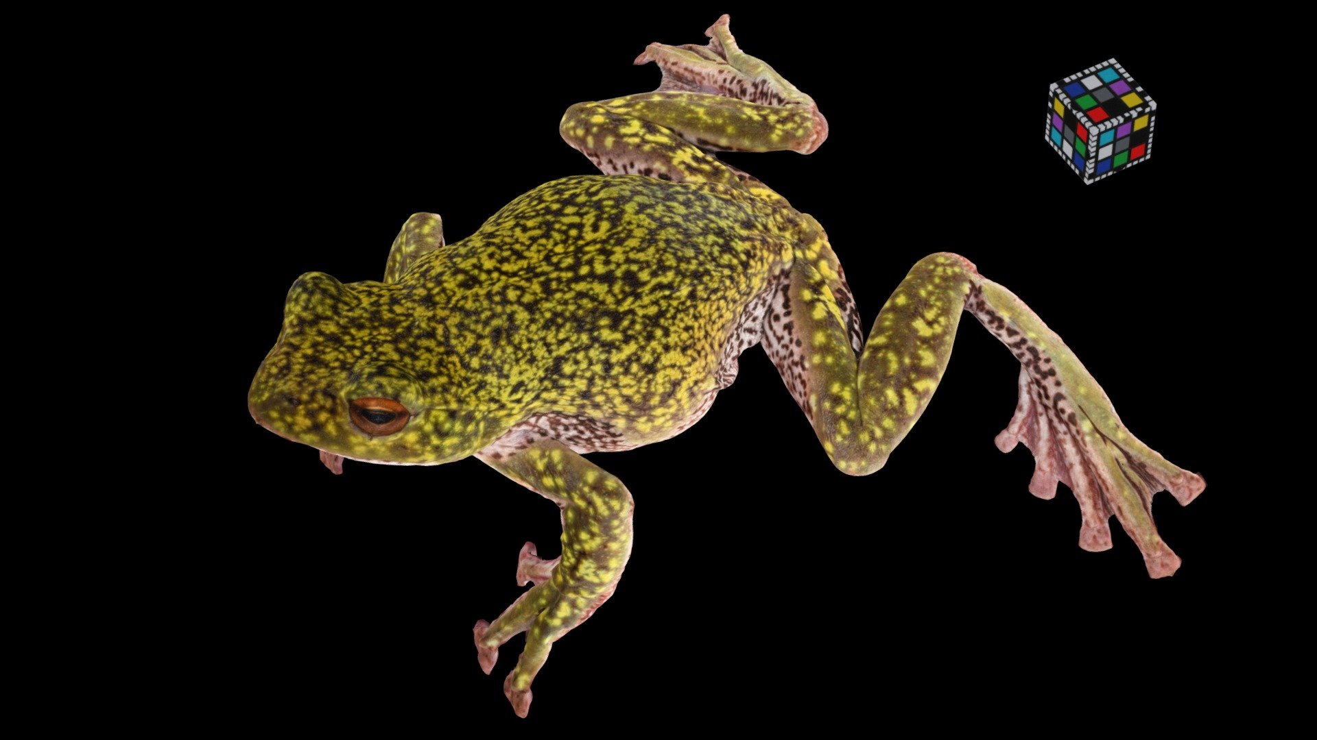 モリアオガエル ♀ Green Tree Frog, Rhacophorus arboreus