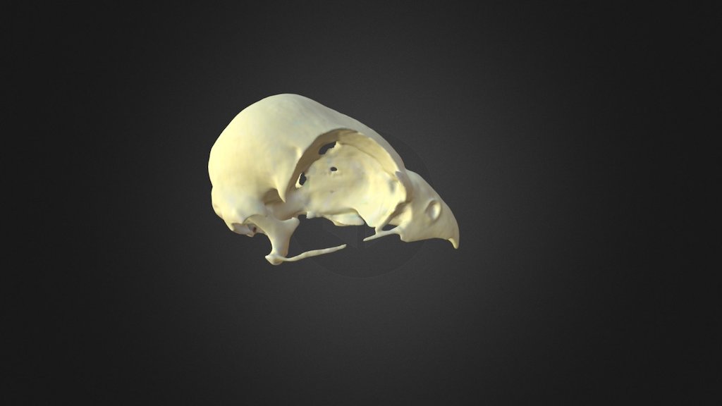 Falco naumanni, skull