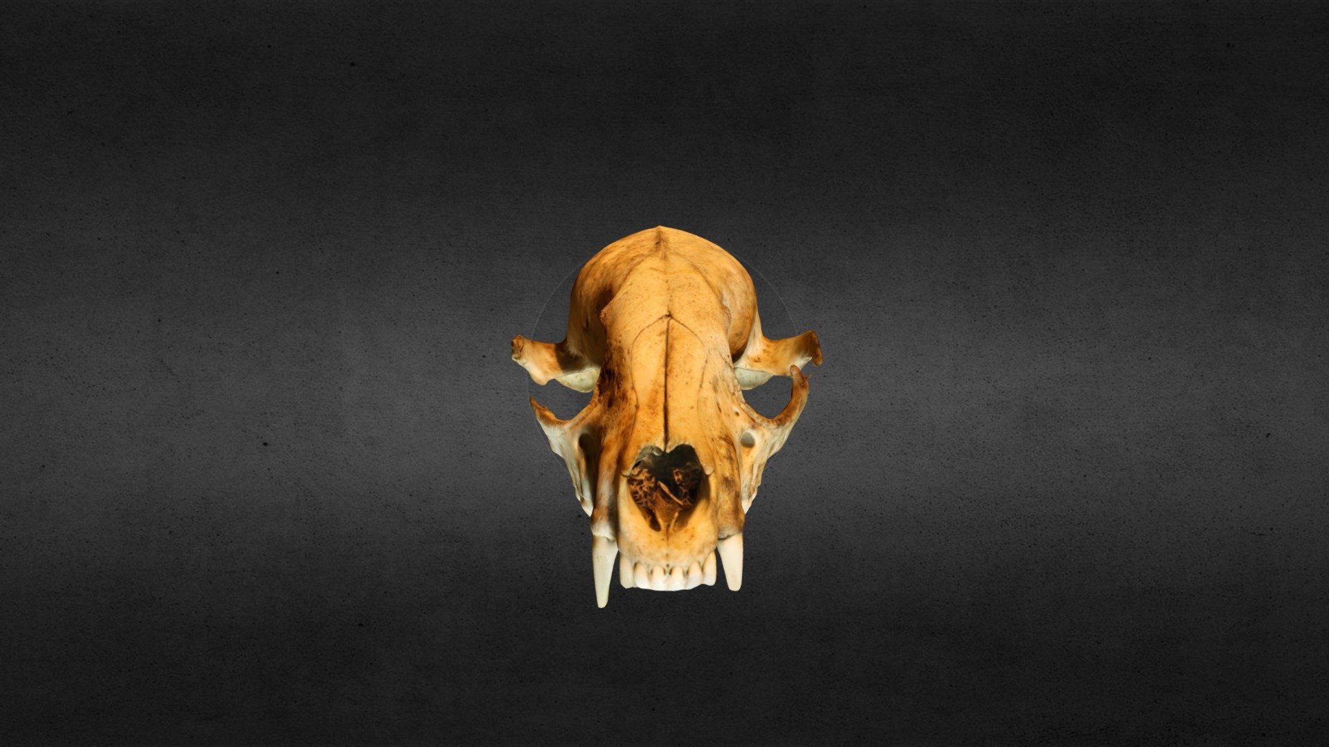 Animal Skull - Download Free 3D model by ex0l0n (@ex0l0n) [309b403]