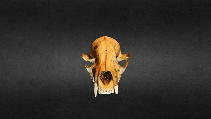Animal Skull 3D Model