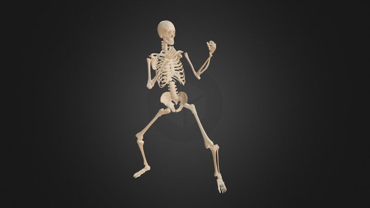 Skeleton-test 3D Model