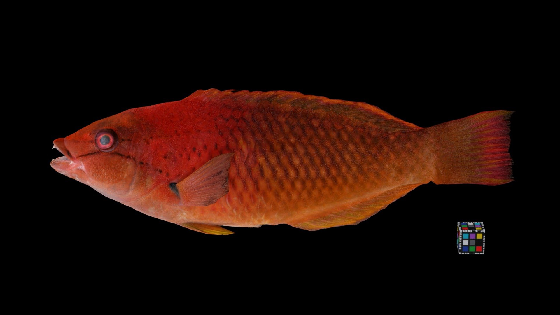 アカササノハベラ Red Naped Wrasse, P. eoethinus