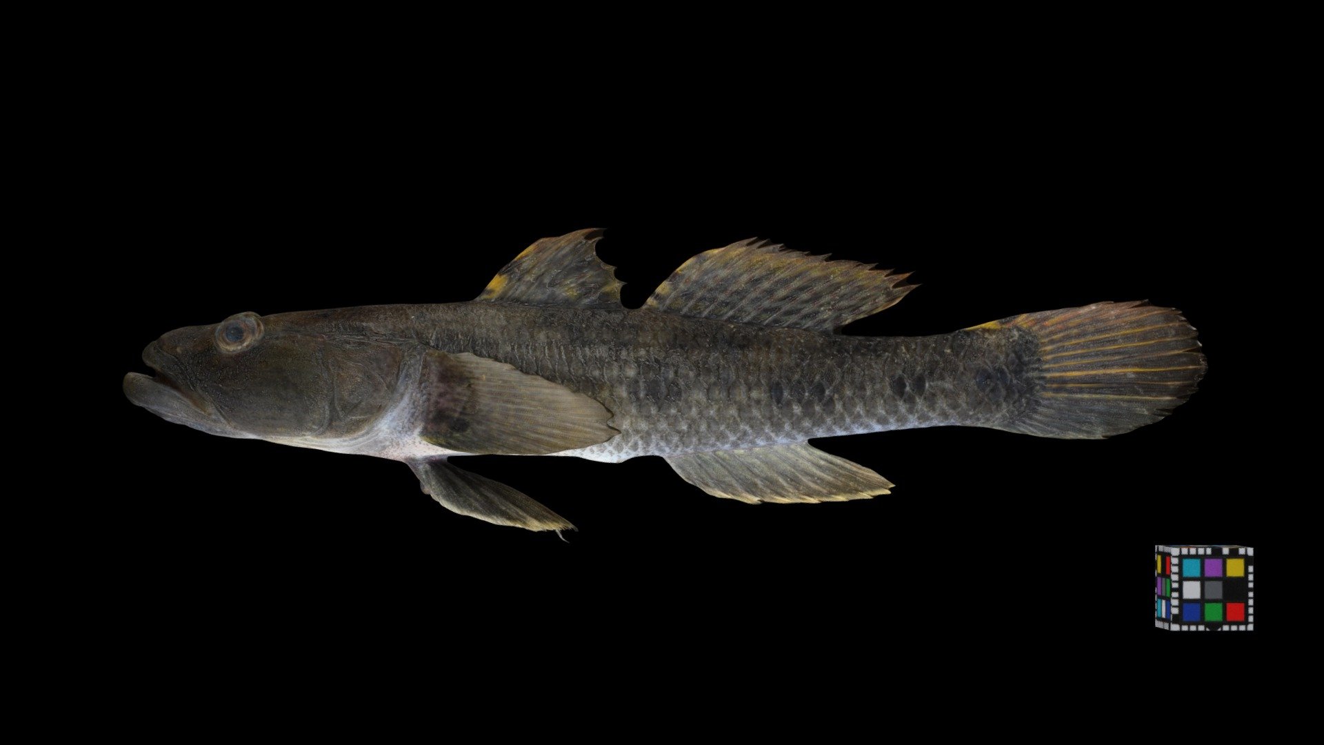 ウロハゼ Urohaze Goby, Glossogobius olivaceus