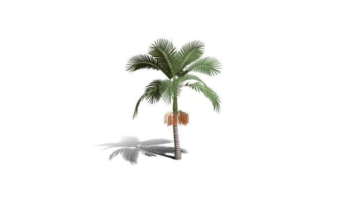 Realistic HD Alexander palm (12/30) 3D Model