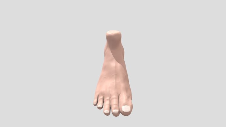 Foot 3D Model