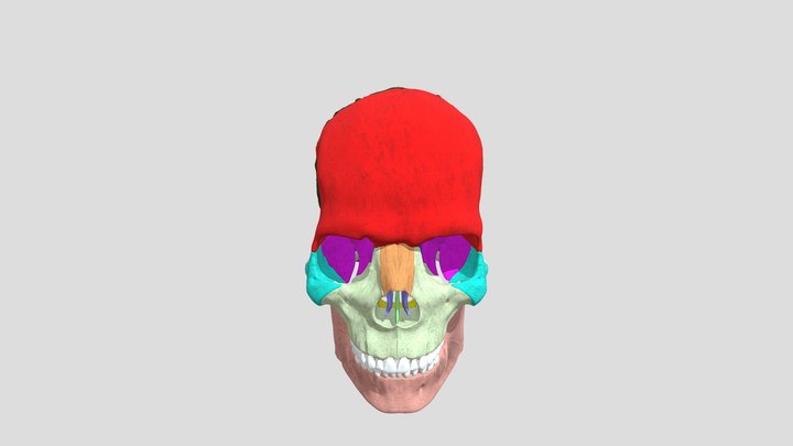CRÁNEO 3D Model