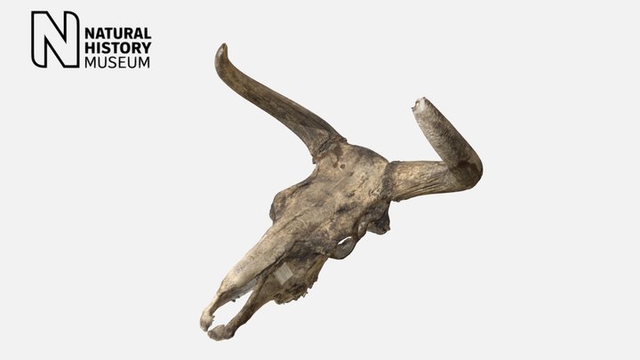 Aurochs Skull 1977-5012 3D Model