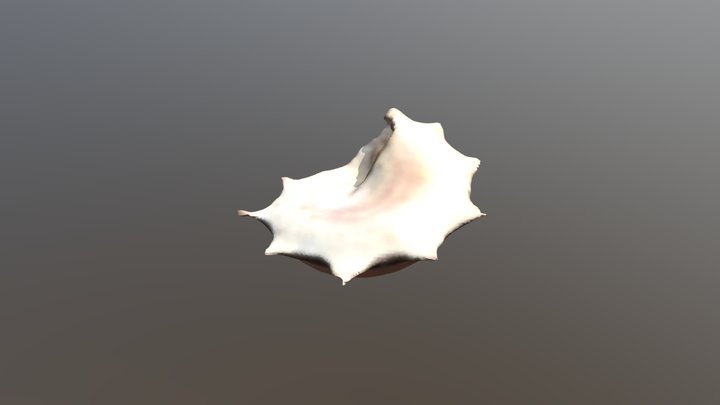 star gastropod 3D Model
