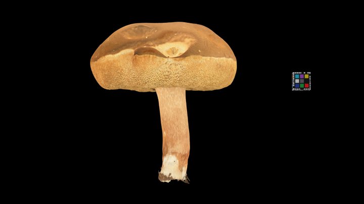 CC0 アワタケ？？ 🍄 Suede Bolete, X. subtomentosus