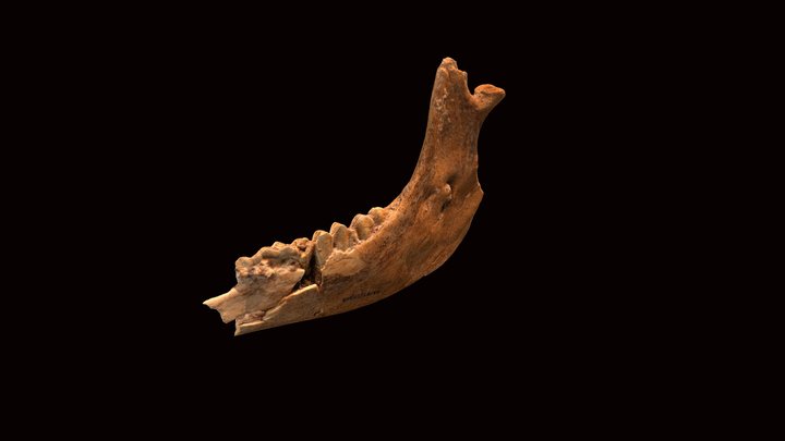 Lama gracilis, right mandibule 3D Model