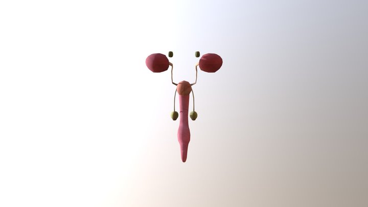 Sistema urinario y endocrino masculino 3D Model