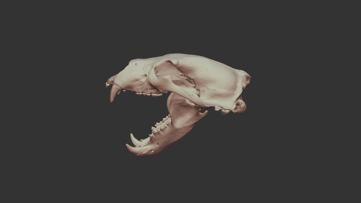 Polar Bear Skull 3D Model