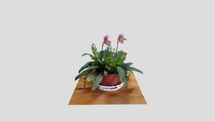 パフィオフィデラム 3D Model