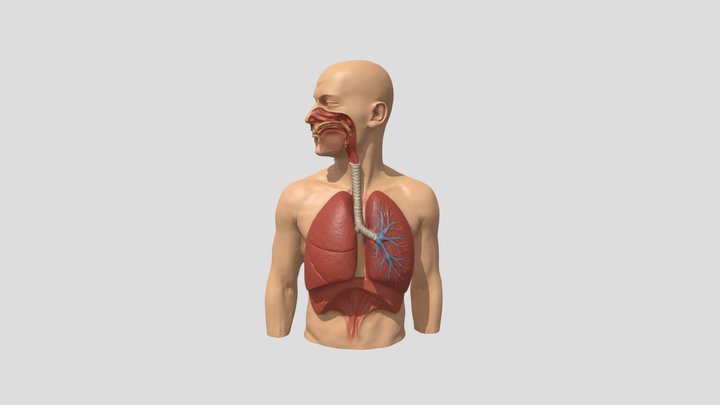 Organ pernapasan pada manusia 3D Model
