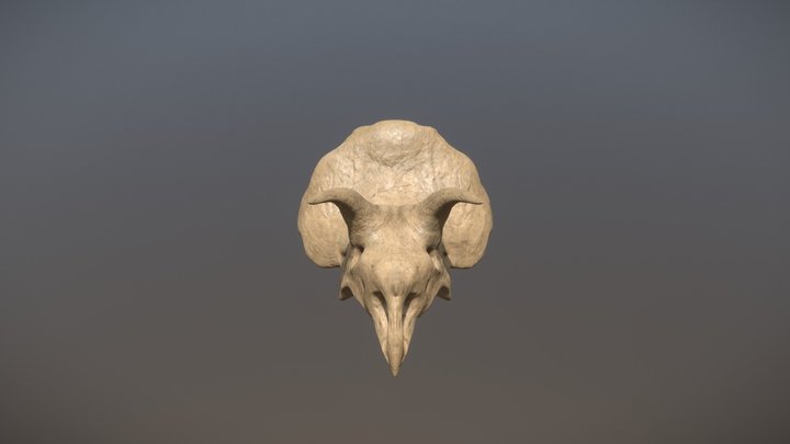 Triceratops Skull- Upper 3D Model