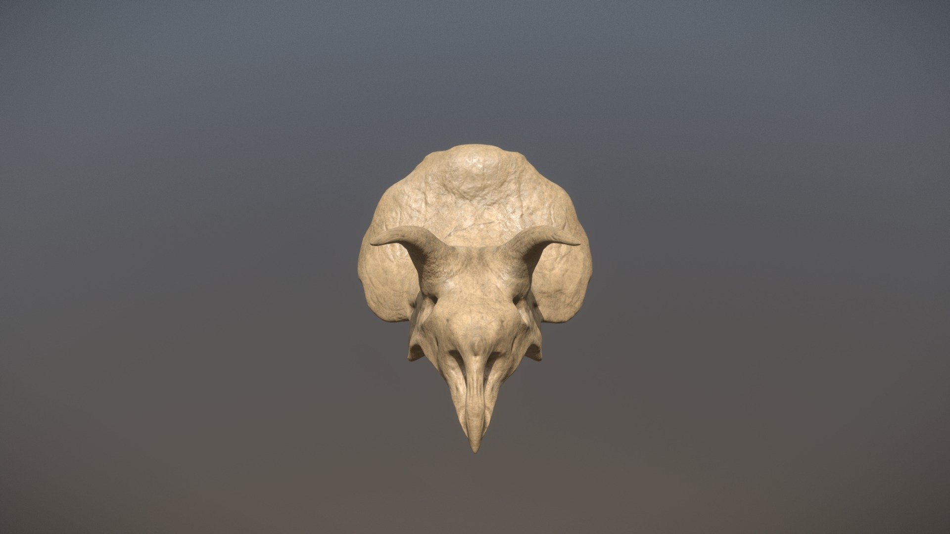 Triceratops Skull- Upper